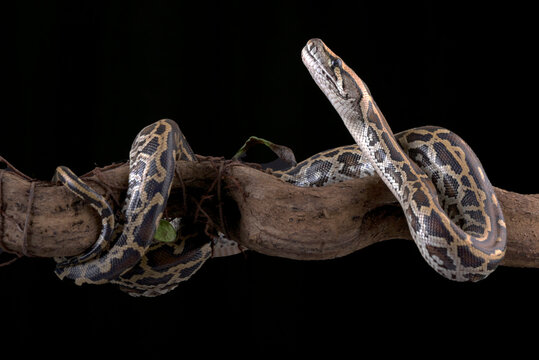 Burmese python coiled around a tree