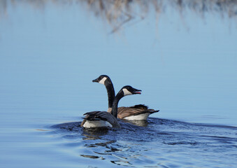 Canada Geese in Lake