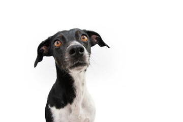 ortrait attentive mixed-breed puppy dog looking at camera. Isolated on white background