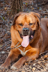 Obraz premium Brown dog lying on the floor on a leash. Family guard dog. Large dog breed. 