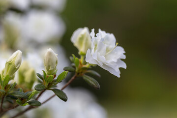 White rhododendron in a modern garden in landscaping. White rhododendron flowers macro. Beautiful white rhododendron flowers macro. Background of white petals. Floral wallpaper.