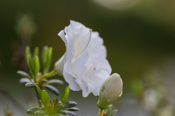 Obraz premium White rhododendron in a modern garden in landscaping. White rhododendron flowers macro. Beautiful white rhododendron flowers macro. Background of white petals. Floral wallpaper.