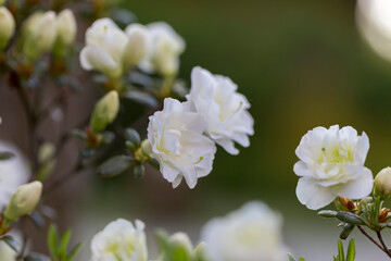 Obraz premium White rhododendron in a modern garden in landscaping. White rhododendron flowers macro. Beautiful white rhododendron flowers macro. Background of white petals. Floral wallpaper.