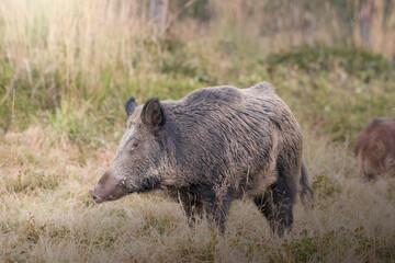 Wild boar (Sus scrofa) standing and looking for food in an alpine meadow in the italian Alps on a summer evening. Italy, September.