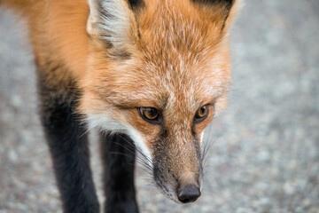 Wild Red Fox