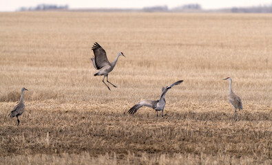 Obraz na płótnie Canvas Sandhill Cranes Prairies