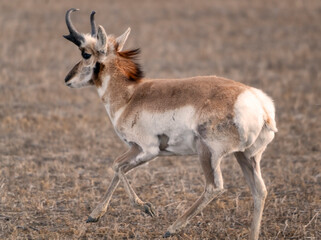 Naklejka na ściany i meble Pronghorn Antelope Prairies