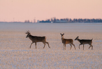 Deer in Winter