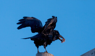 Blackbird in Flight