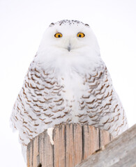 Snowy Owl Canada