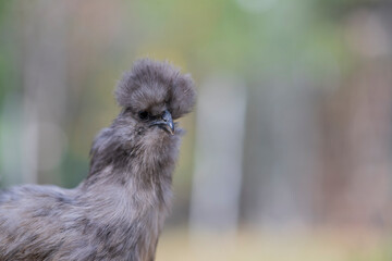 chicken in the grass