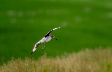 Godwit Bird Prairie
