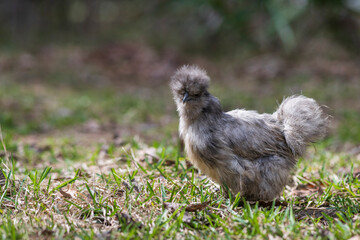 chicken in grass