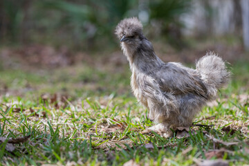 chicken in grass
