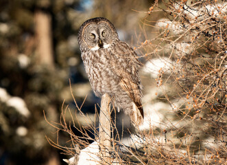 Great Grey Owl
