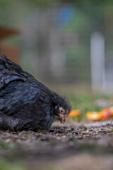 chicken in the grass