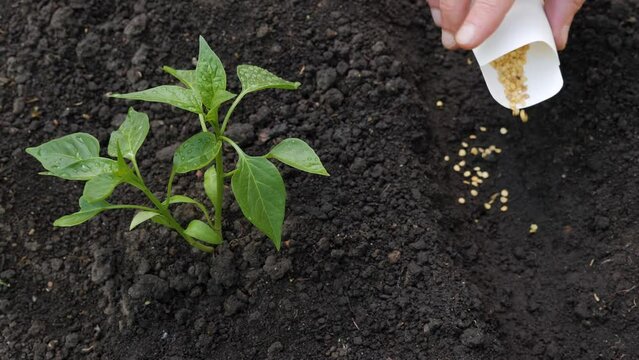Sowing season planting seed bags. Farmer hand soil sowing seed packet. Farm hand seeds soiled hands gardener gardening work farm soil garden earth ground. Agriculture farm garden planting vegetables