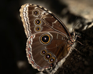 Blue Morpho Butterfly.