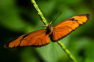 Fototapeta na wymiar Orange Julia Butterfly