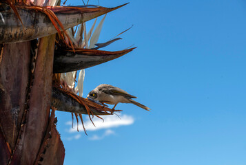 Australian Noisy Miner (Manorina melanocephala)