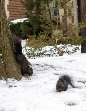 Ardillas en los parques de Toronto en invierno, Ontario, Canada