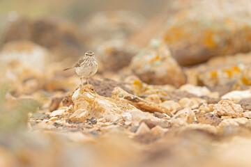 Berthelot's pipit (Anthus berthelotii) perched on rocks and  foraging in the arid landscape of Fuerteventura Spain.