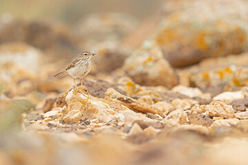 Berthelot's pipit (Anthus berthelotii) perched on rocks and  foraging in the arid landscape of Fuerteventura Spain.