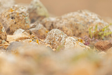 Berthelot's pipit (Anthus berthelotii) perched on rocks and  foraging in the arid landscape of Fuerteventura Spain.