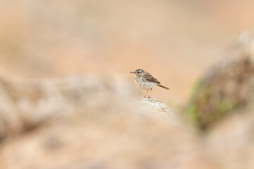 Berthelot's pipit (Anthus berthelotii) perched on rocks and  foraging in the arid landscape of Fuerteventura Spain.