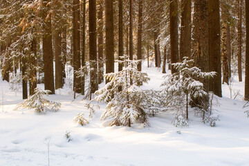 Winter sunny landscape in the forest.A frosty and sunny day in the forest.