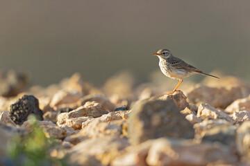 Berthelot's pipit (Anthus berthelotii) perched on rocks and  foraging in the arid landscape of Fuerteventura Spain.