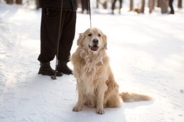 Golden retriever in the woods in winter.Walking with a dog in winter.