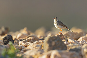 Berthelot's pipit (Anthus berthelotii) perched on rocks and  foraging in the arid landscape of Fuerteventura Spain.