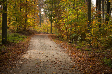 Fototapeta na wymiar Jesień w lesie, kolory jesieni