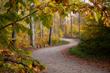 Jesień w lesie, kolory jesieni