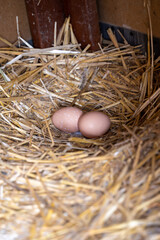 oeufs de poule dans un nid de maille au fond d'un poulailler