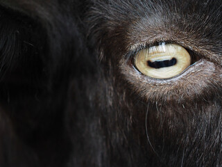 Goat's eye