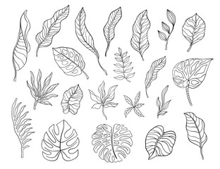 Hand drawn tropical leaves sketch shapes