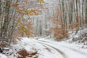 Zima w lesie z akcentem jesieni  © Robert