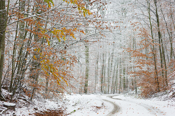 Zima w lesie z akcentem jesieni  © Robert