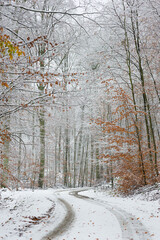 Zima w lesie z akcentem jesieni  © Robert