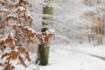 Zima w lesie z akcentem jesieni  © Robert