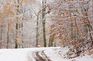 Zima w lesie z akcentem jesieni  © Robert