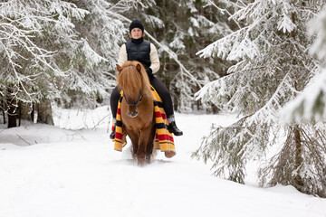 icelandic horse and female rider in snowy finnish forest