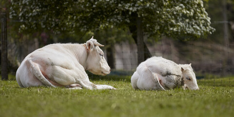 White cow lays in meadow with white bull calf