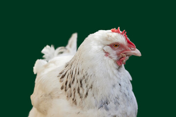 Close up in studio of white Sussex chicken