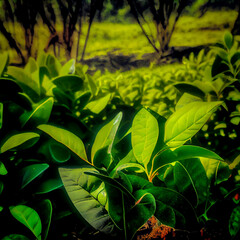 tea leaf plants, tea organic farming