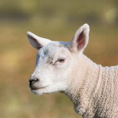 Portrait of young white lamb