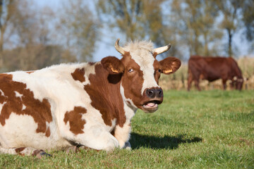 Fototapeta na wymiar Head shot of brown white cow with open mouth