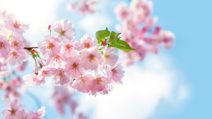 Spring tree with pink flowers. Spring border or background art with pink blossom. Beautiful nature scene with blossoming tree and sunlight.